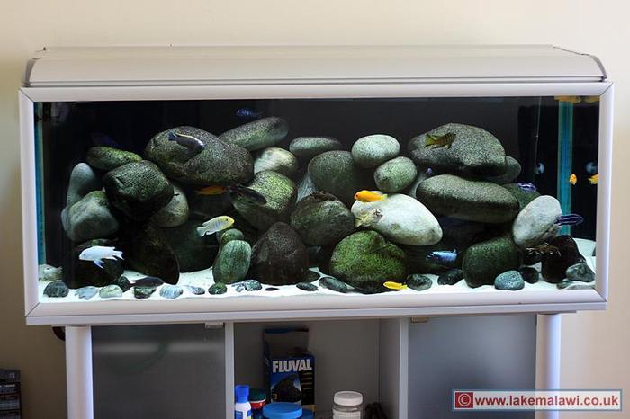 PEAVZYWDGOJTJAKSCYU - Pentru ciclide africane