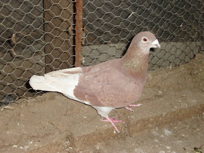 67 - E Porumbei Voiajor Standard Vechi