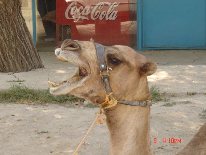 DSC00238 - 2004 TURCIA KUSADASI