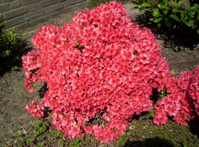 Rhododendron vecini 7 mai 2008 (3) - plante diverse - nu imi apartin