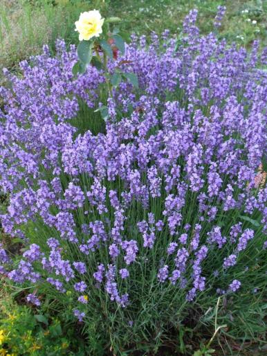 lavanda - gradina