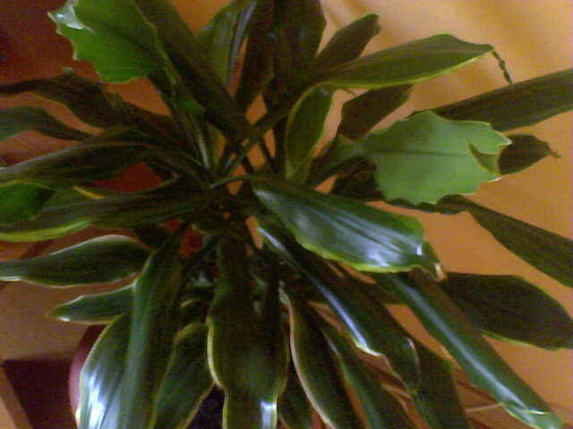 dracena