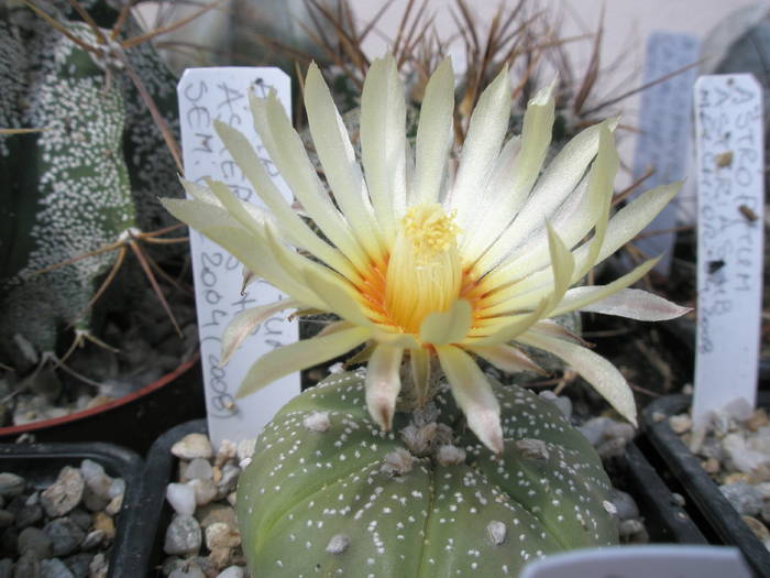 Astrophytum asterias de la Valentin- 08.07 - Astrophytum