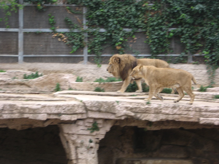 NYLLPYKXVQLWLBQJJRA - gradina zoologica din spania 2008