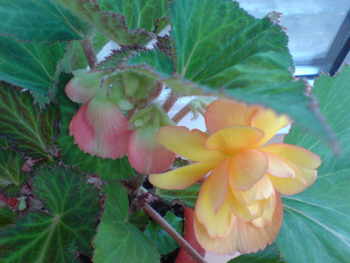 DSC01987; Begonia - Crispa Marginata - Yellow (Galben)
