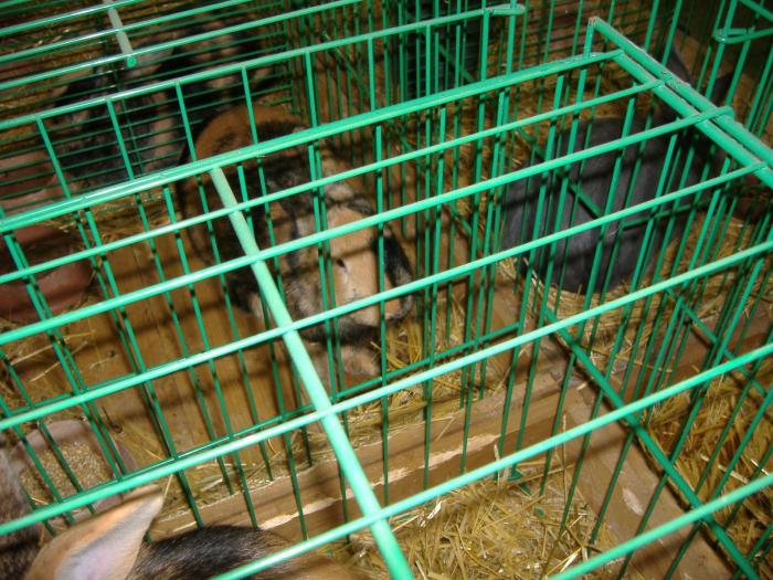 Nitra 06.12.2008 068