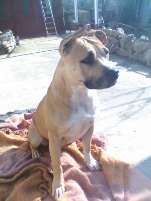 IMG014 - amstaff