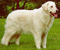 Kuvasz - NET CAINI -rase