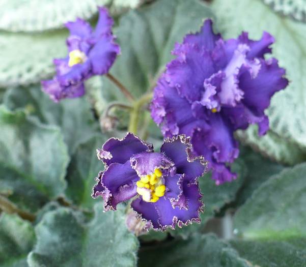 Ozio - sport - Saintpaulia - violete de camera
