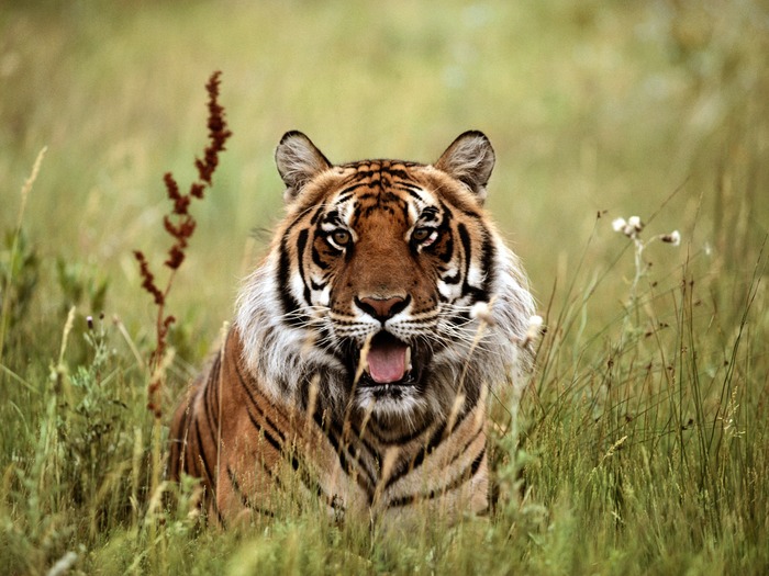 Tiger_07 - Desktop Tigers