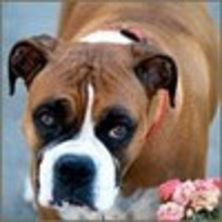 avatare-animale-catei-simpatici