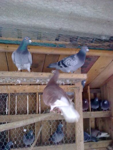 Imagine0053 - VOIAJORI