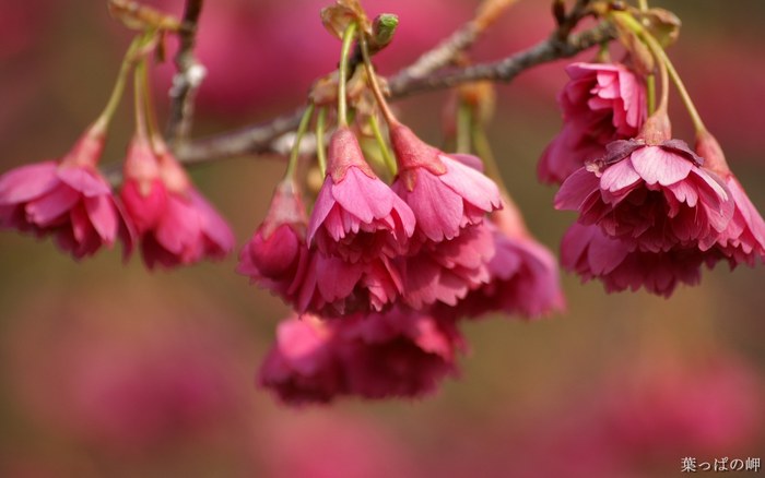 Flower_Market_Flower_show_newflower708 - Flori Japoneze