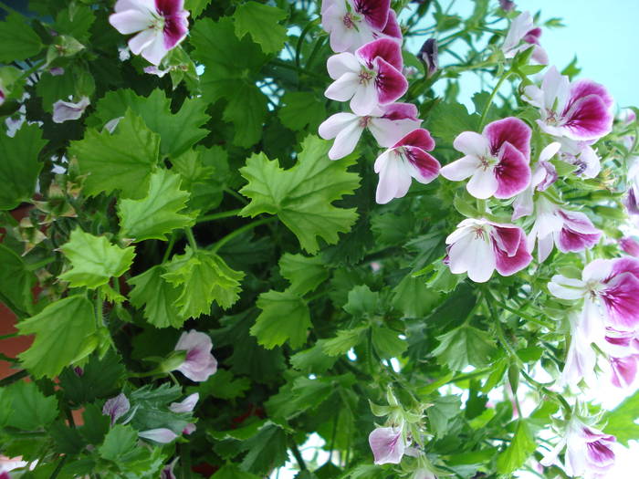 DSC02967 - FLOWERS PINK AND WHITE