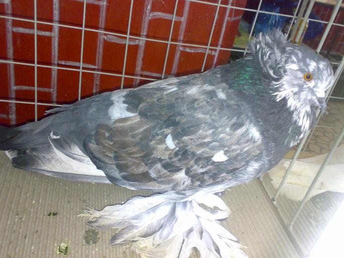 urias 2 - 1504 Expo Sibiu 2008