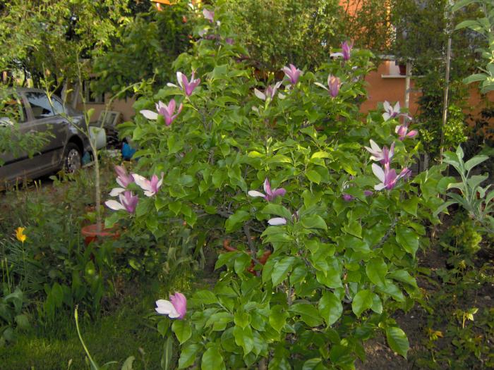 magnolia lalea - flori din gradina primavara 2008