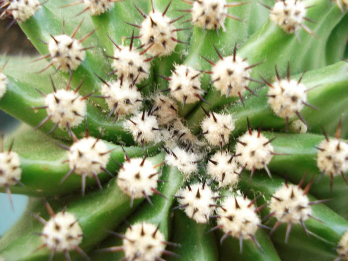 DSC08604 - Cactusi