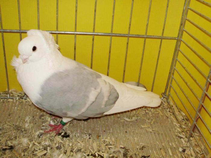 13074 ogo 1 - 1505 partea 6