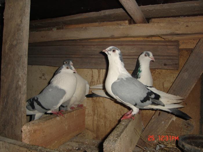 Picture 192 - porumbei jucatori