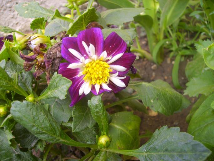 IMG_2322 - 2008 florile mele