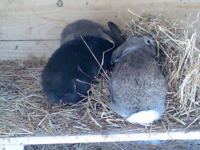 soarecuta si puii ei; soarecuta si puii ei
