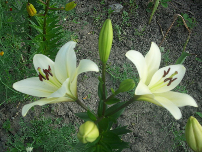 DSCI0646 - flori din gradina mea
