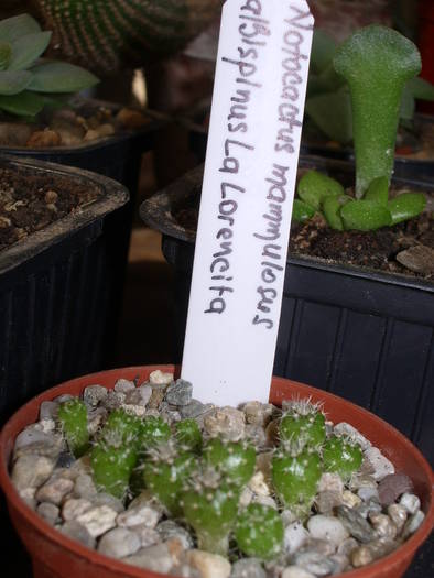 Rotation of IMGP8560 - Semanaturi - plante juvenile