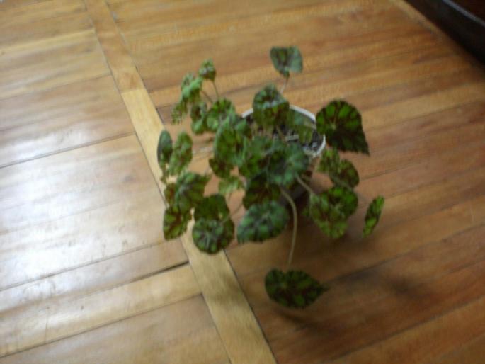 Picture 027 - w 2007 florile mele