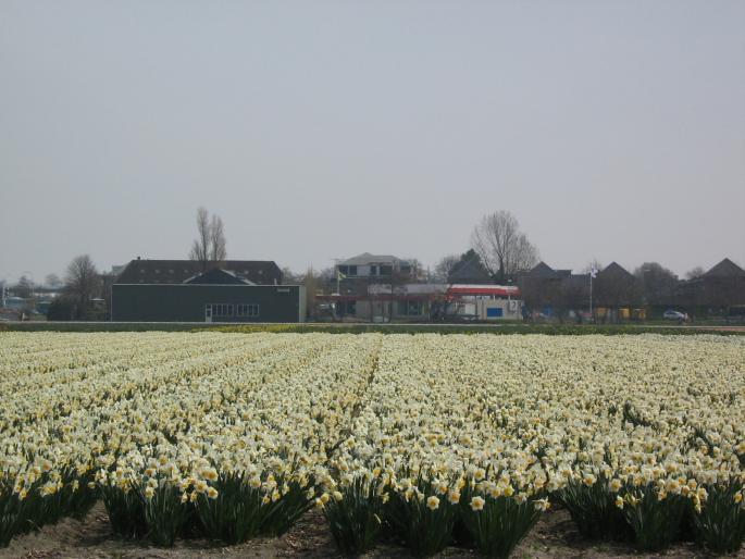 IMG_3409 - KEUKENHOF-OLANDA