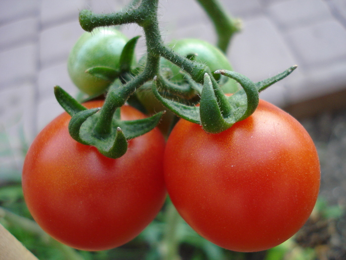 Tomato Cerise (2009, Sep.16)