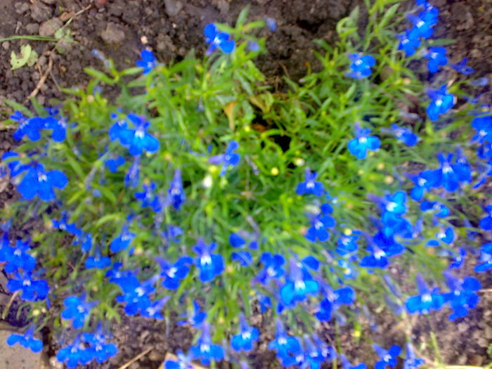 lobelia - Florile din gradina mea - 2009