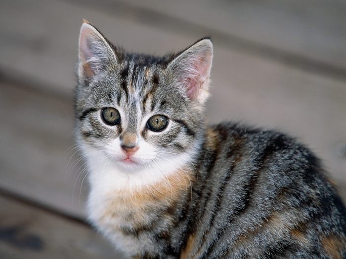 Tabby Kitten - Desktop Pisici