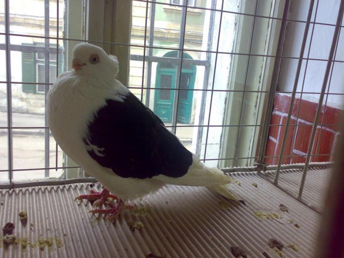 cta 2 - 1504 Expo Sibiu 2008