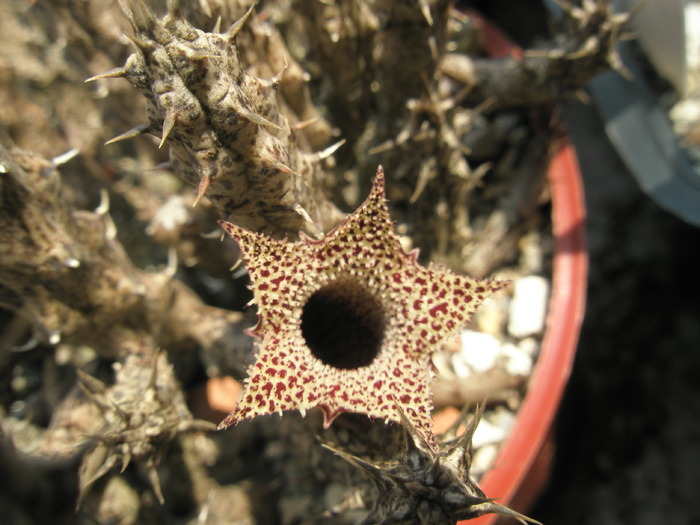 Stapelianthus decary - Asclepidiacee 2009