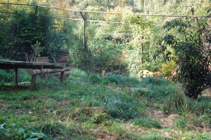 DSC_0075 - zoo amneville