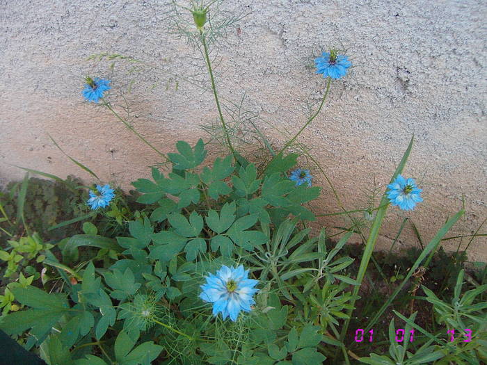 Nigelia albastra - Flori de gradina 2009