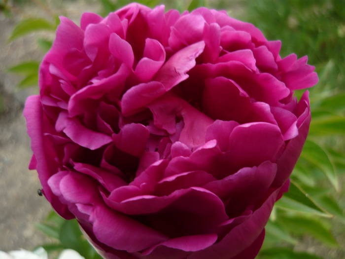 P1000871