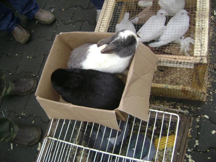 DSC05701 - Expozitie Sancraiu de Mures 2009 - Targ