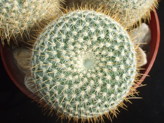 DSCF0422 - cactusii mei