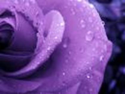 images - Purple rose