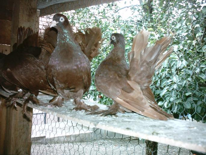 IMAG0089 - O zi de vara pt porumbei-     --a day of summer for pigeons