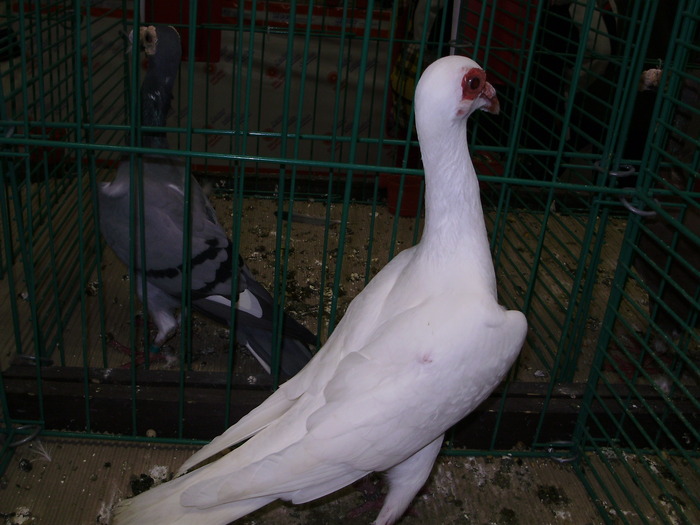 6714a bagdet francez 0 - 1507 partea 1b