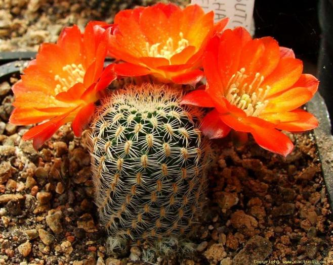 resize_of_rebutia__schatzliana