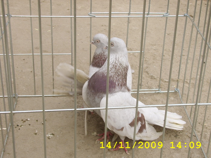  - vinduti- ACESTI PORUMBEI AU FOST VANDUTI