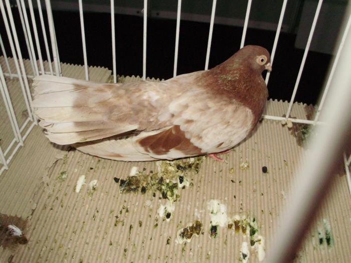 gagiu 5 - 1506 2 porumbei rz