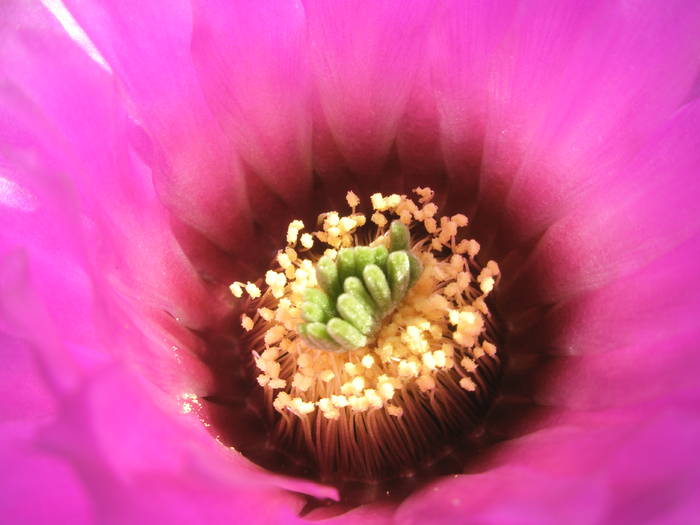Echinocereus reichenbachii v. baylei - detaliu floare