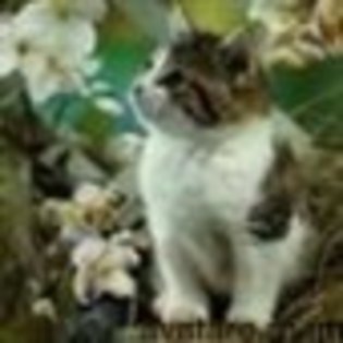 animale__avatare-cu-pisicute-54_jpg_85_cw85_ch85 - PISICUTE