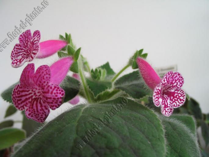 Kohleria Rongo 7