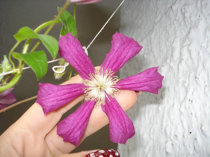 A INFLORIT DUPA DOI ANI DE LA PLANTARE! - FLORILE MELE