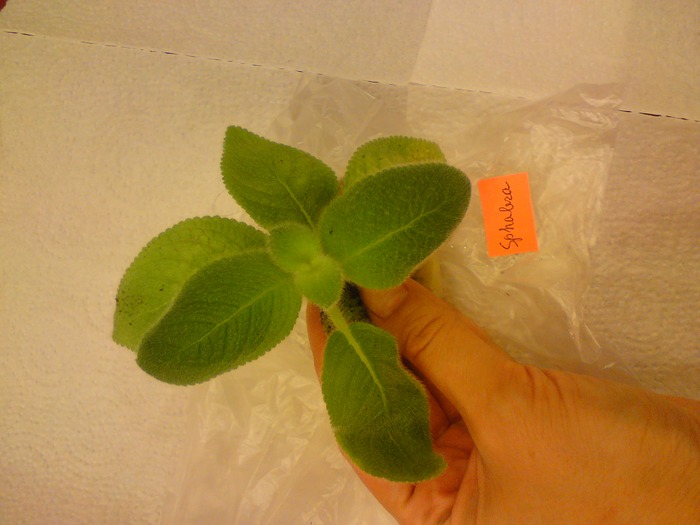 Episcia Lituania - Shpalera; Episcia Lituania - Shpalera
